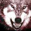 GRAYWOLF's avatar